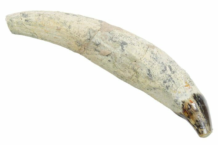 Rooted Fossil Sea Lion (Allodesmus) Tooth - Bakersfield, CA #351419